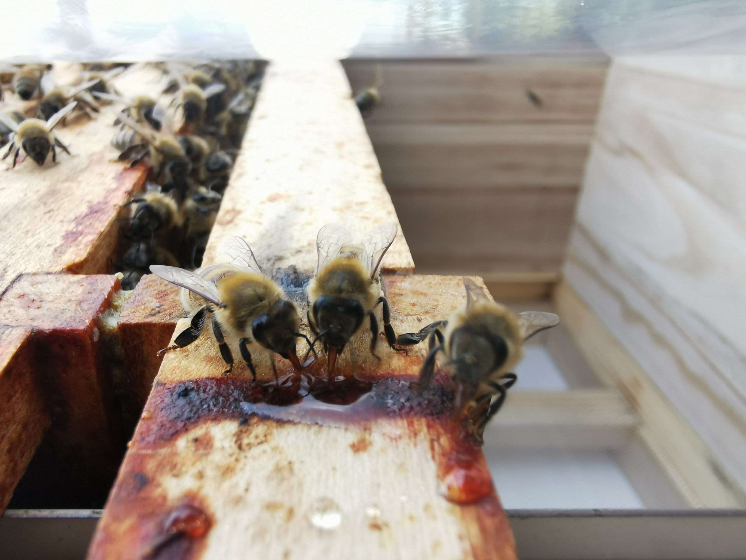 Overath: Schlemmerbienen