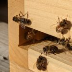 Overath: Bienen am Flugloch