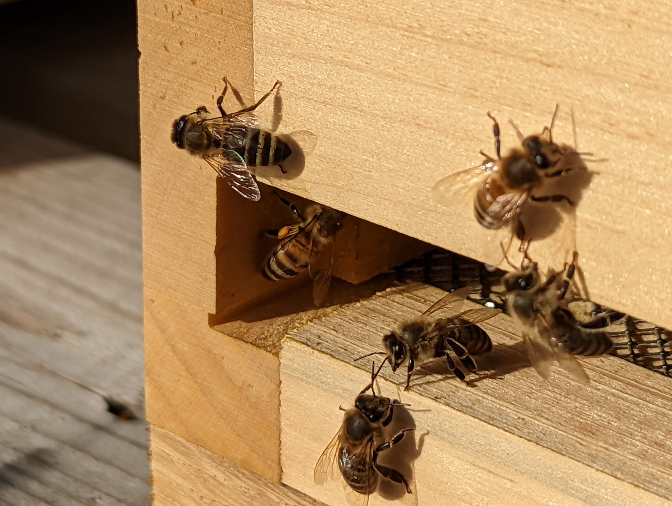 Overath: Bienen am Flugloch