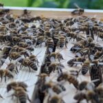 Overath: Bienen