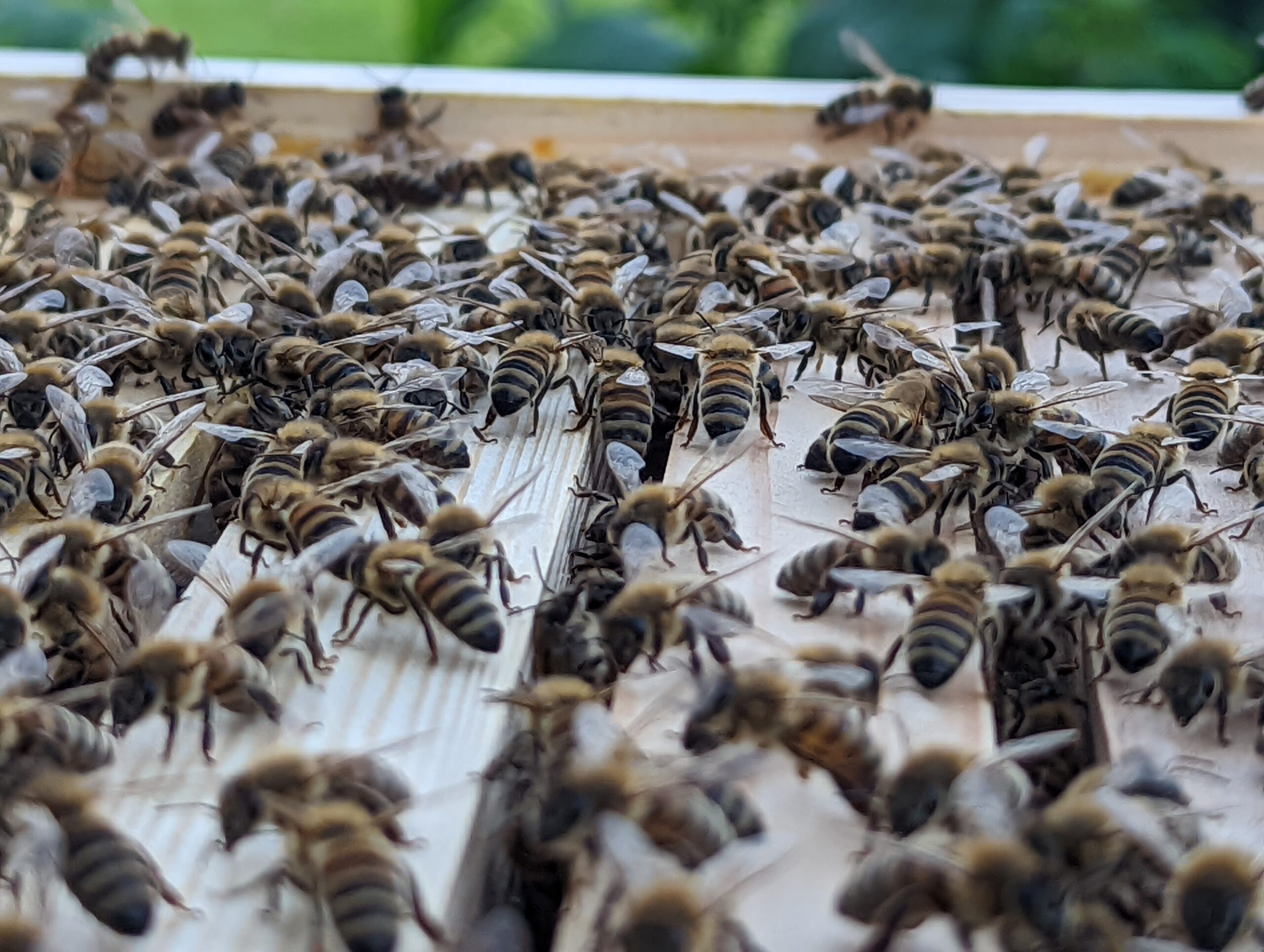 Overath: Bienen