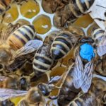 Overath: Bienenkönigin